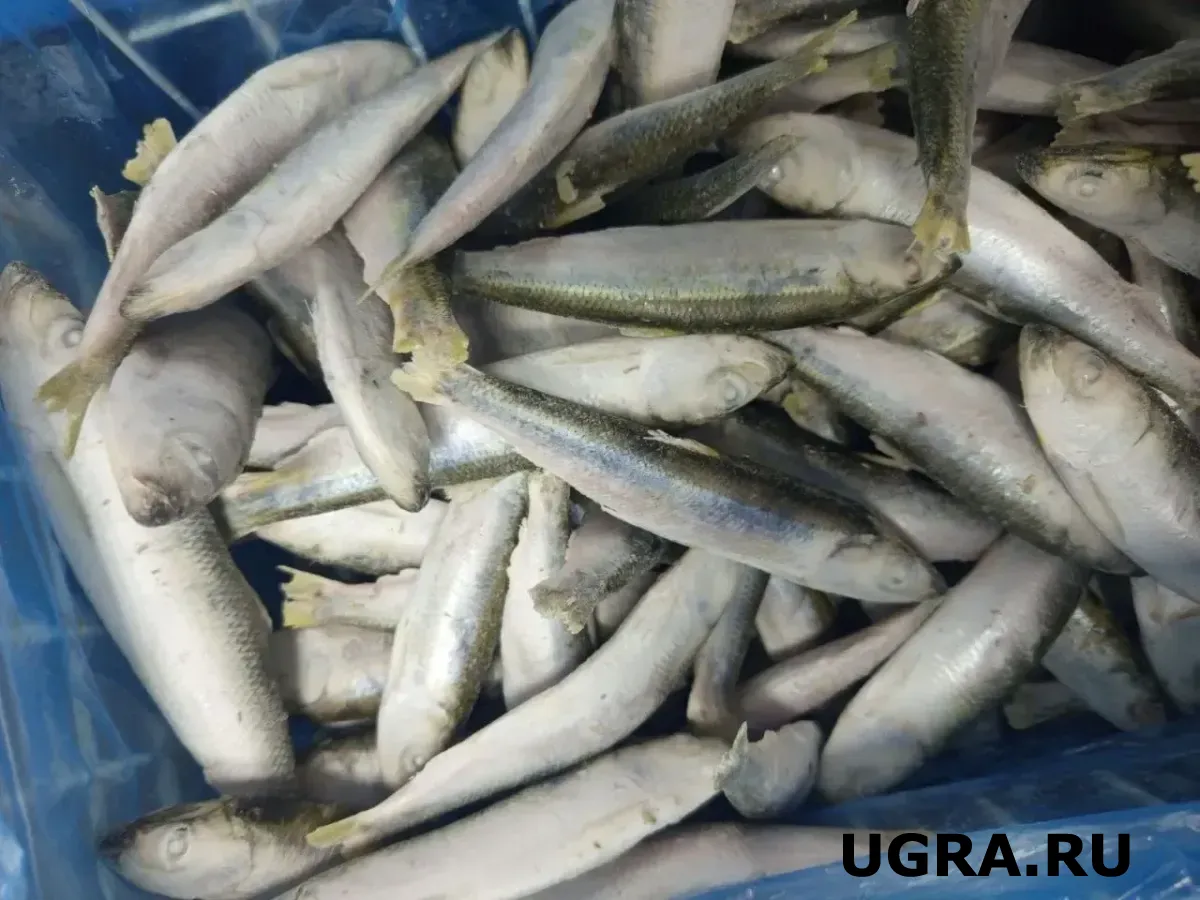 В Югре на аукцион выставили пять речных участков для промышленного рыболовства