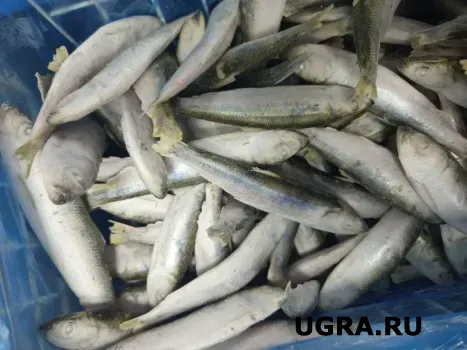 В Югре на аукцион выставили пять речных участков для промышленного рыболовства