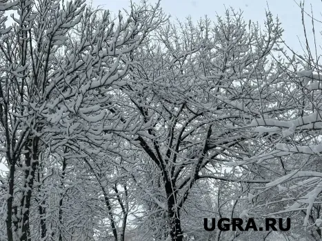 Зима не отступает: в Югре в выходные ожидаются морозы до −37 °С