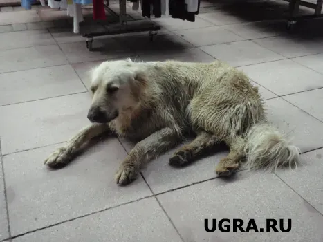 В Советском районе Югры прокуратура выявила нарушения в работе по отлову бродячих собак