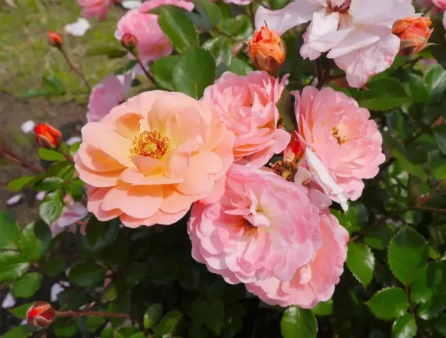 Почему умные дачники никогда не выбрасывают побеги роз после обрезки: решают одну важную проблему