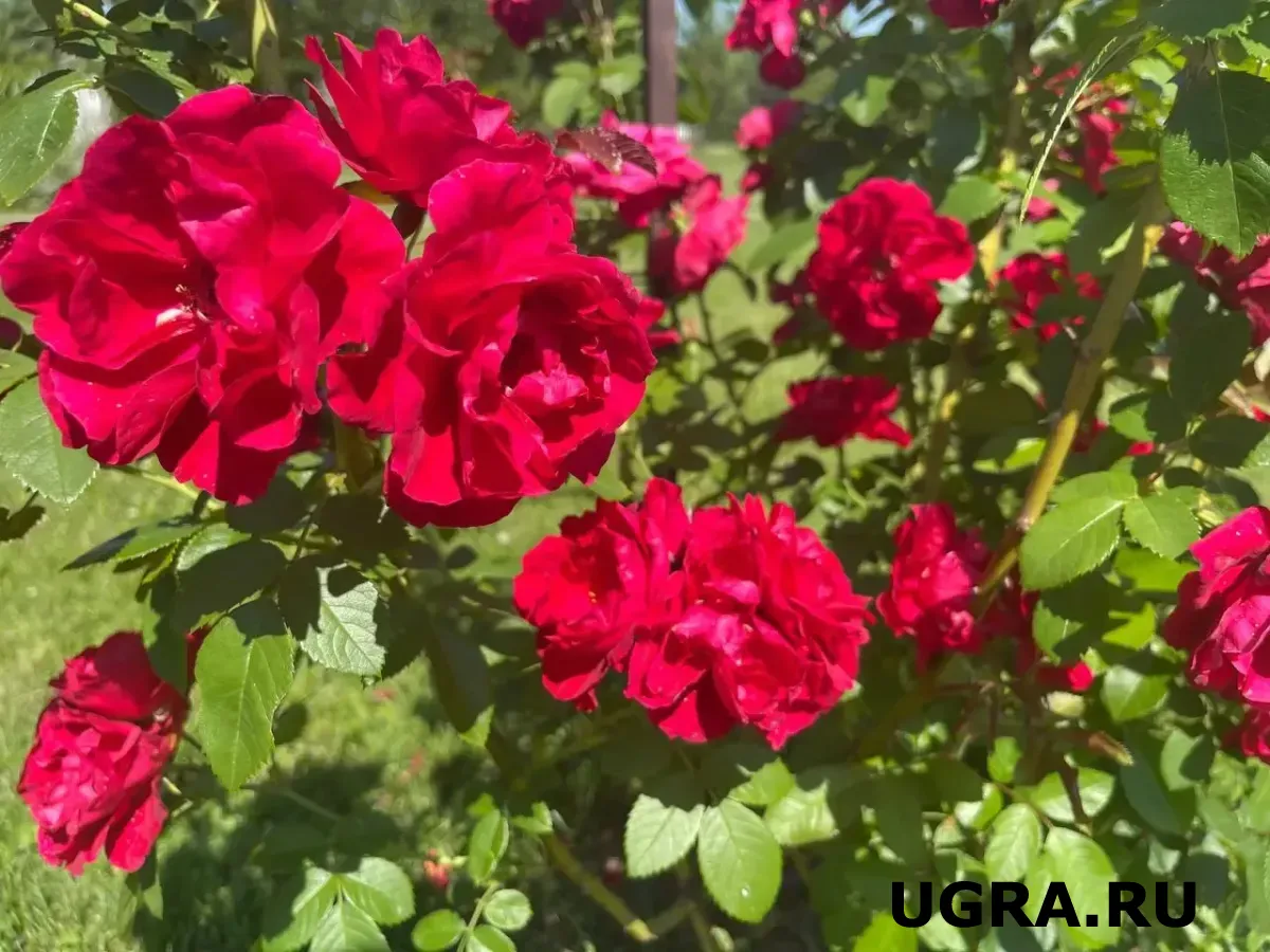 Эти побеги розы к удалению обязательны: вырезать под корень ради спасения куста — совет от агронома