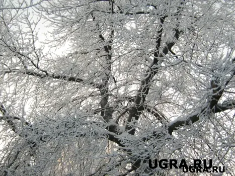 Аномальные морозы задержатся: прогноз погоды на выходные в Югре