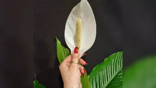 Спатифиллум перестанет мельчать и будет «царским»: 3 хитрости для крупных листьев и цветов с ладошку