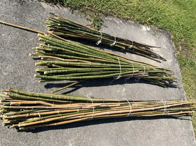 Вместо забора вкопал в землю по границе участка 3000 прутиков: дачник показал, что с ними стало за три года