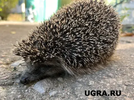 Ёж на участке &mdash; сигнал опасности: его нужно гнать, не теряя времени
