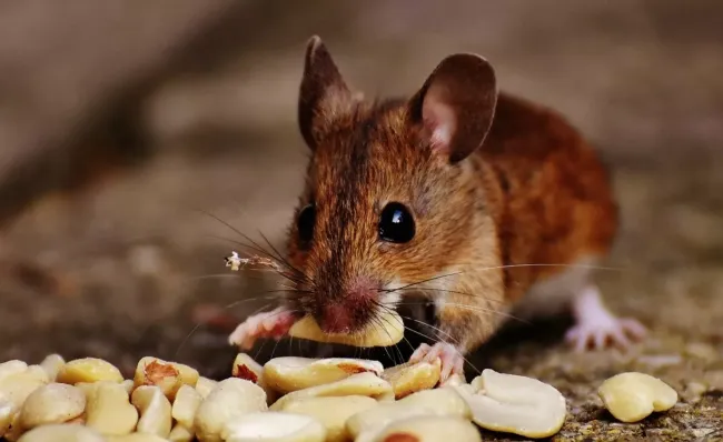 Как не пустить мышей в погреб с помощью старой перчатки