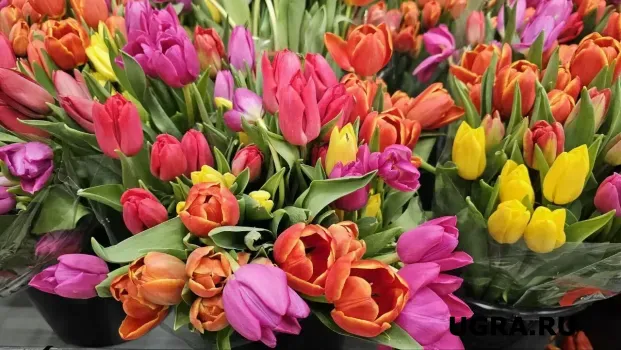Тюльпаны по цене кофе: где в Сургуте и Нижневартовске купить цветы дешевле 100 рублей