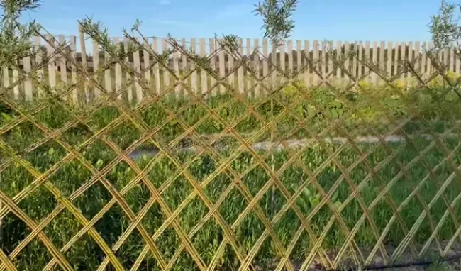 Посадили ветки ивы вместо забора &mdash; через 6 лет удивляем всю деревню: садовод показал изгородь летом и зимой