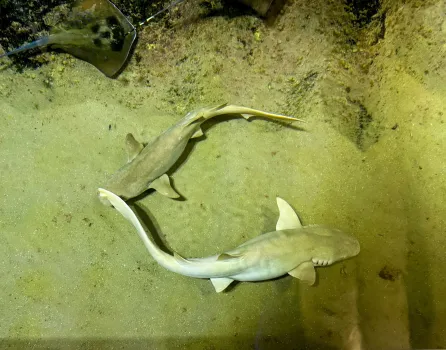 В океанариум Когалыма привезли редких акул из Индонезии