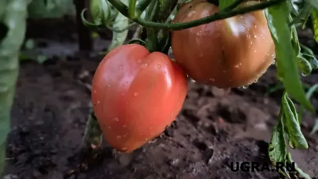 Помидорки, которые чаще всего спрашивают в магазинах: 3 вкусных, сладких и выносливых сорта &mdash; настоящие хиты сезона-2026