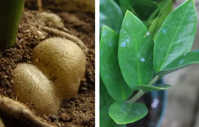 Замиокулькас отрастит крупные &laquo;картофелины&raquo; и кипу новых побегов &mdash; льем простую смесь по краю горшка и нет проблем