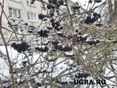 3 опасных дерева, которые часто высаживают у дома &mdash; жди дурных последствий