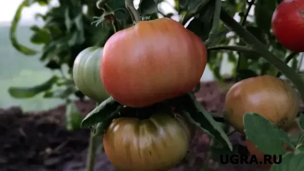 Вырастут даже в глине и не боятся фитофторы: сорт неприхотливых томатов &mdash; хит в 2026 году