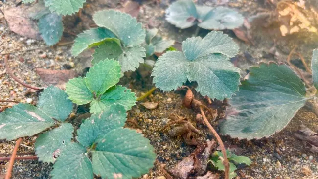 По ведру на квадрат земли: клубника будет крупной и сладкой &mdash; подкармливаем культуру до цветения