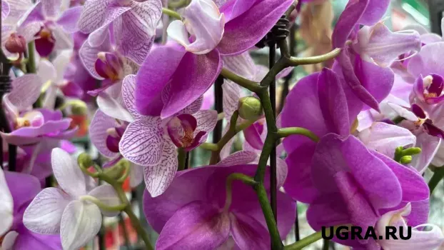 Как заставить чахлую орхидею выпустить новые корни: простой метод реанимации