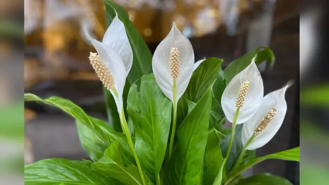 Чашку в грунт, и спатифиллум &mdash; как нарядная невеста: укроется белыми цветами и листья не будут желтеть