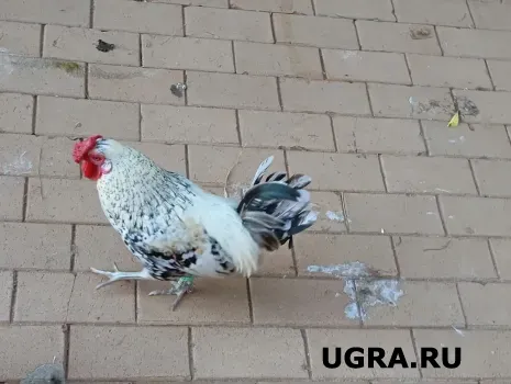 Больше никаких блох в курятнике: опрыскайте гнезда народным средством — и пернатые заживут по-царски