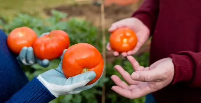 Урожайные и с пасынками мучиться не надо: агроном назвал неприхотливый сорт томатов &mdash; главный топ в 2&minus;26 году