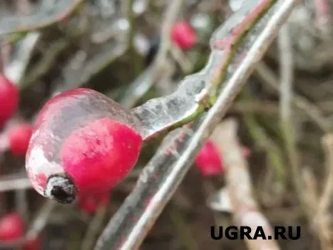 &laquo;Северное золото&raquo;: какие ягоды и орехи спасут здоровье югорчан