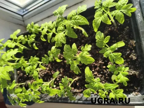 Сразу после пикировки рассады полейте ее вот так: приживется и будет крепкой, как баобаб &mdash; совет агронома &laquo;Тимирязевки&raquo;