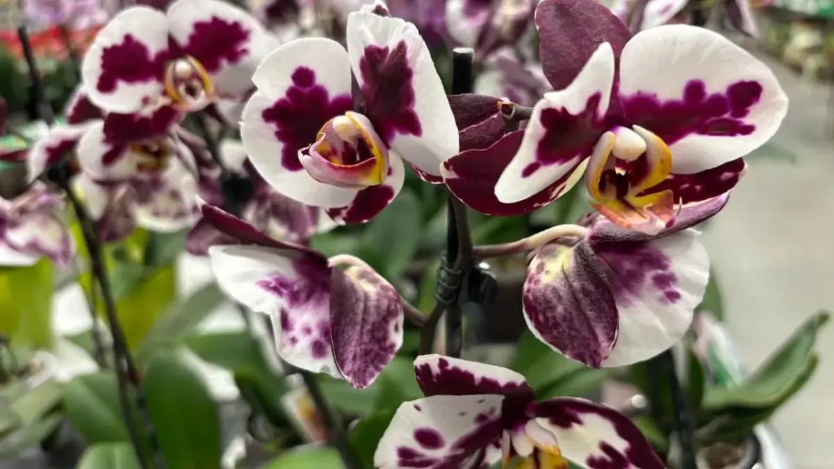 Упрямая орхидея выпустит десятки цветов уже в апреле: протрите растение этим раствором для особой бутонизации