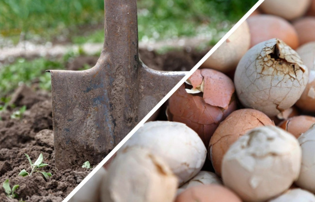 Дед закапывал тухлые яйца в огороде в марте: сначала смеялись, теперь тоже так делаем — крутой способ