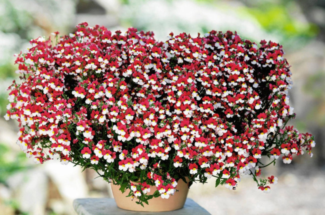 Находка для сезона-2026: этому цветку пророчат лидерство среди ампельных растений &mdash; пышный шар цветет до морозов
