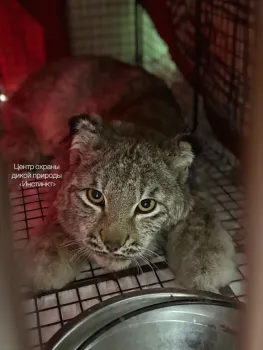 Рысенок-сирота из Югры приехал на реабилитацию в Красноярск