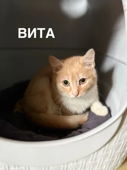 Югорские волонтеры помогают котикам с тяжелой судьбой найти новый дом