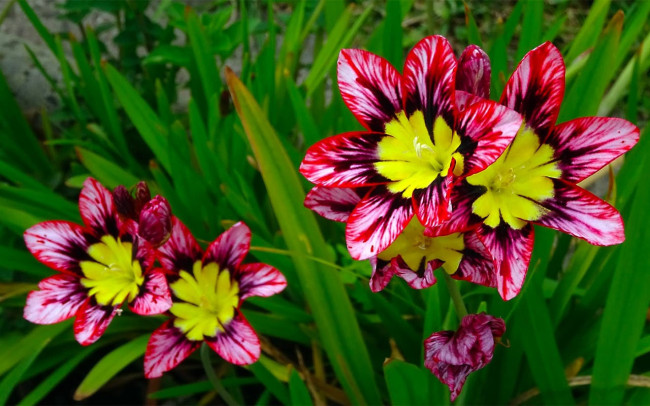 Соседи будут всё лето головы сворачивать от такой красоты: этот многолетник станет центром вашего цветника