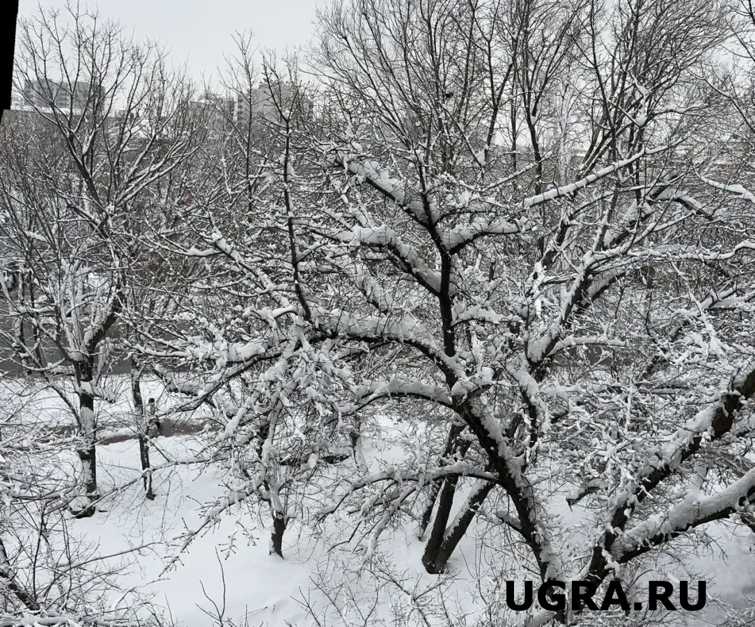 В Югре на выходные прогнозируют тёплую погоду с осадками