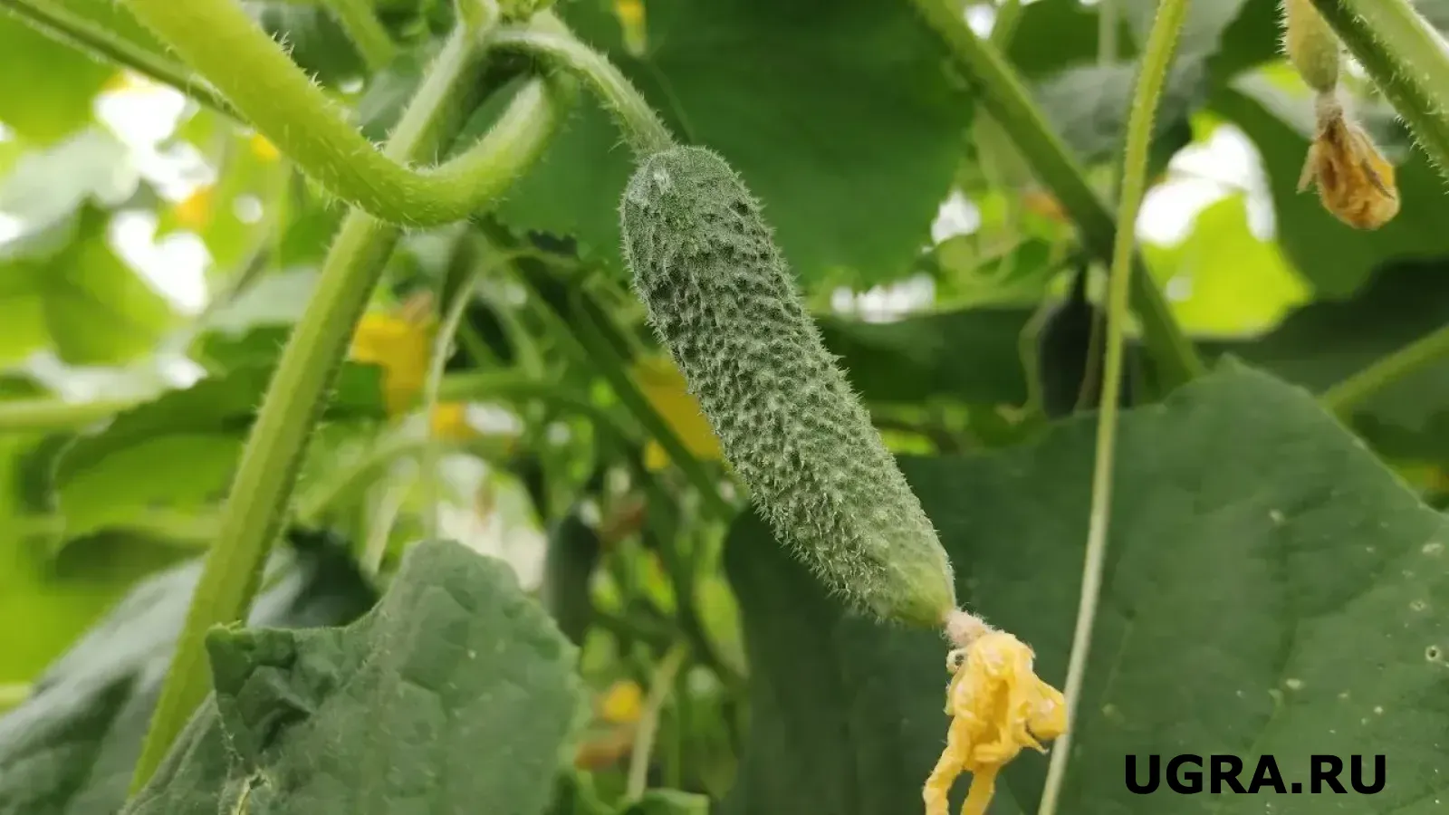 Огурцы вывозят грузовиками: агроном назвала сорт, который станет хитом в этом сезоне