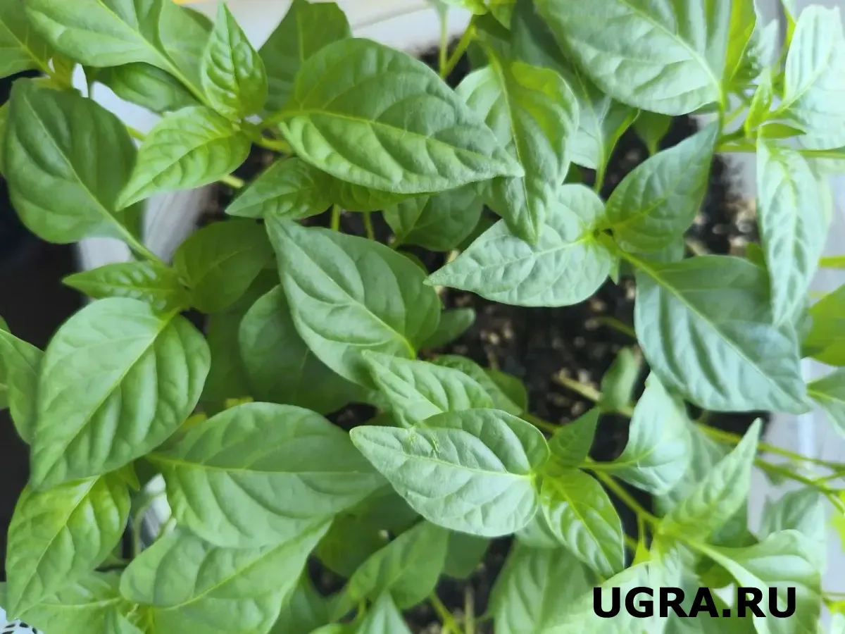 Рассаду томатов пикируем только так: 3 важных правила — совет агронома с 20-летним стажем