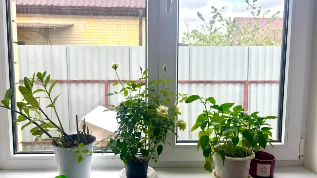 Такими чистыми стёкла ещё никогда не были: добавьте в воду для мытья окон эту ароматную жидкость — секрет клинеров