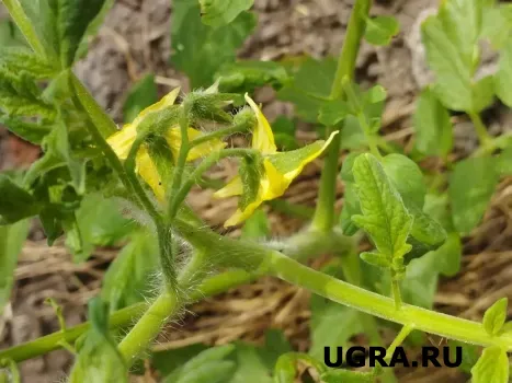 «Пасынки» томатов не выбрасываем: Вот для чего они могут пригодиться — невероятная польза от «мусора»