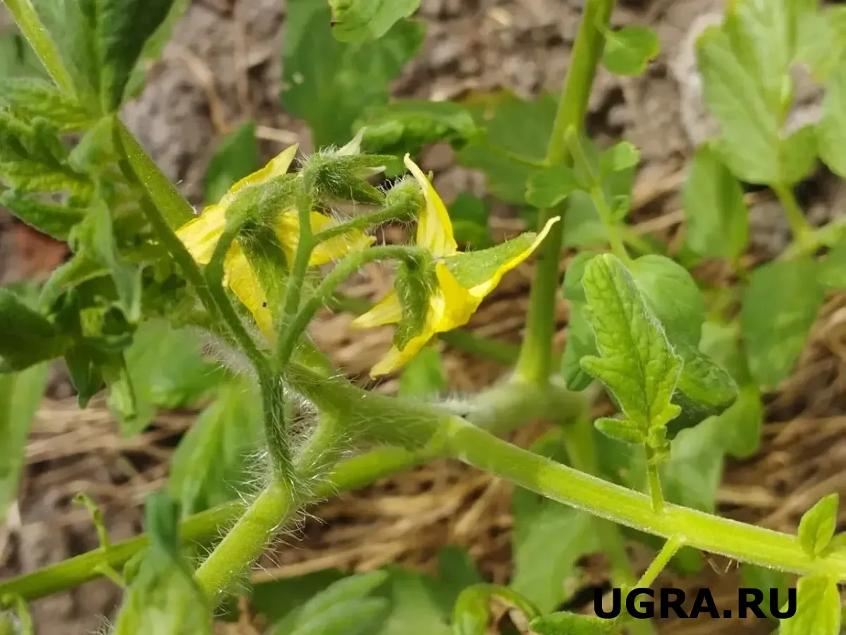 «Пасынки» томатов не выбрасываем: Вот для чего они могут пригодиться — невероятная польза от «мусора»