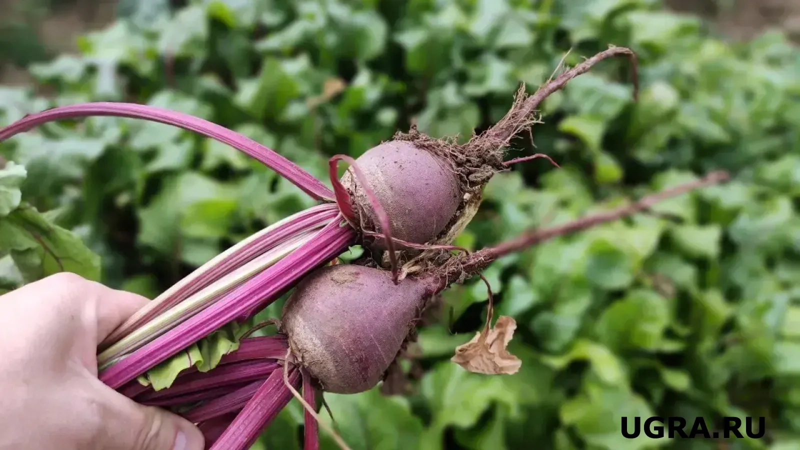 Просто жарим свёклу на сковородке: Подаём на стол тёплую закуску — гости вылизывают тарелки