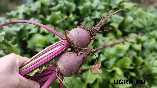 Просто жарим свёклу на сковородке: Подаём на стол тёплую закуску &mdash; гости вылизывают тарелки