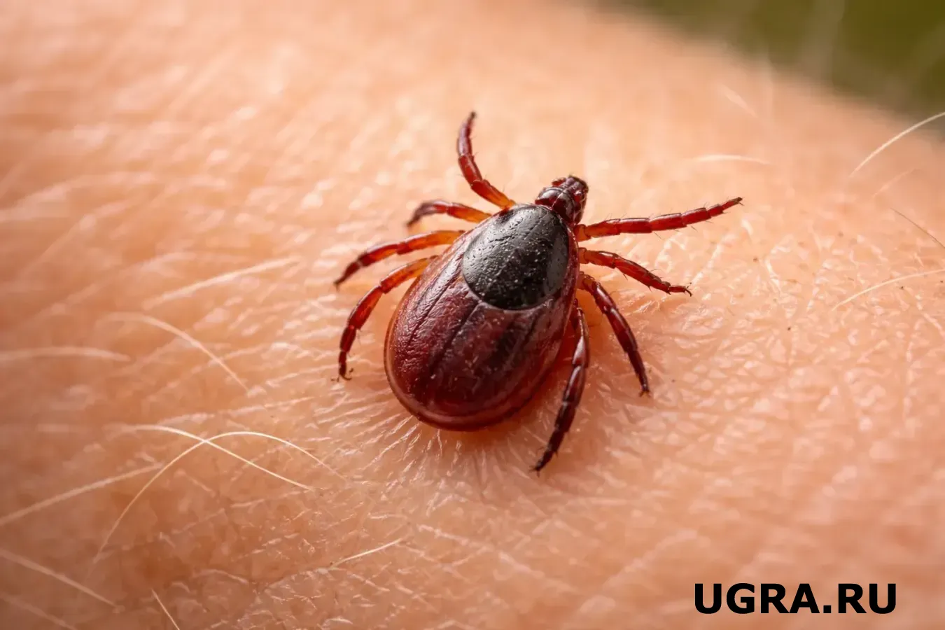 Клещи на километр отползут от вашего участка: посадите любое из 3 этих растений — как обезопасить огород