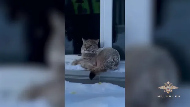 В Югорске полицейские поймали рысь и выпустили её в лес