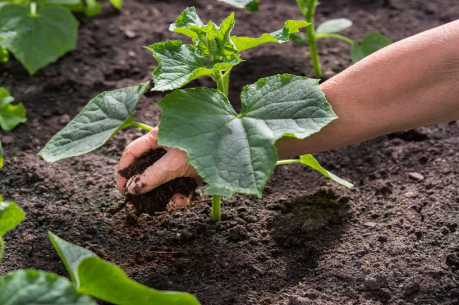 Вот что нужно класть в лунку при посадке огурцов: это очень любит рассада &mdash; семейный секрет агронома
