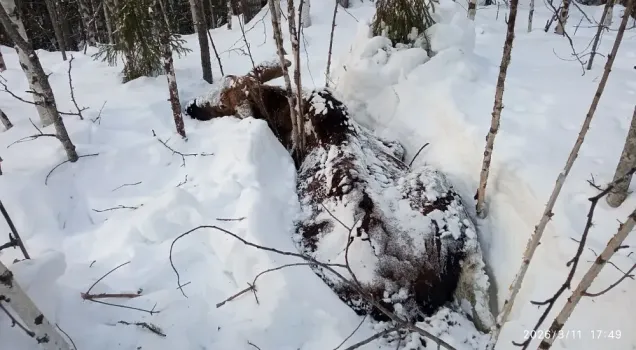 В ХМАО нашли мертвого лося: животное погибло из-за человеческой халатности