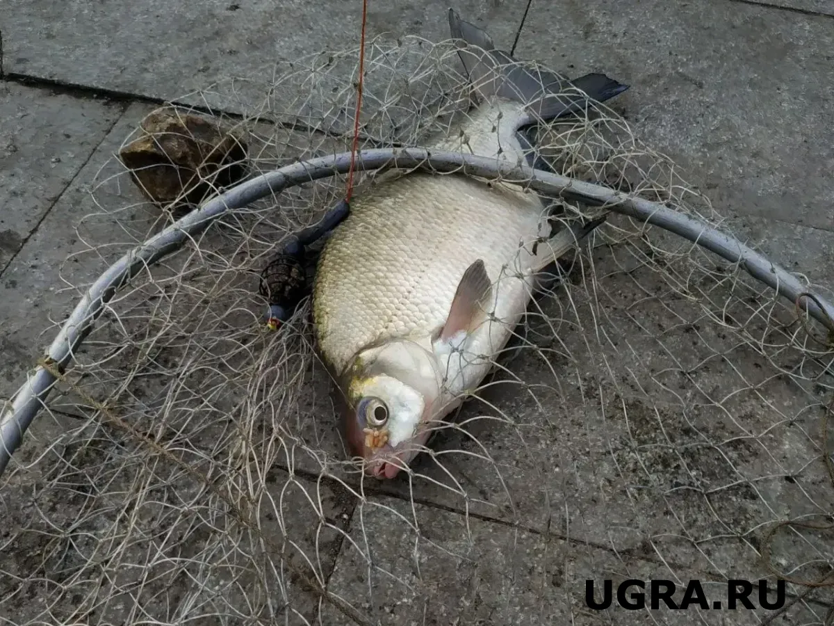 Рыбаки со всей России едут в Югру за уловом на Северной Сосьве