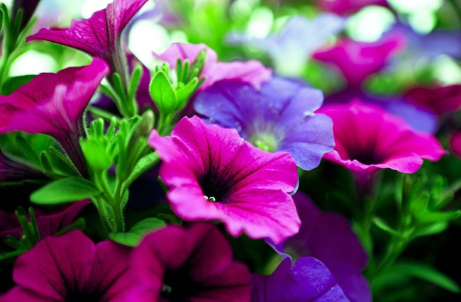 Петуния будет мощной и крепкой: после пикировки обязательно подкормите ее так &mdash; цветы порадуют гигантскими размерами