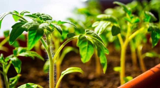 Рассаду томатов поливаем этим белым раствором: Гарант обалденного урожая &mdash; соседи съедят лопаты от зависти