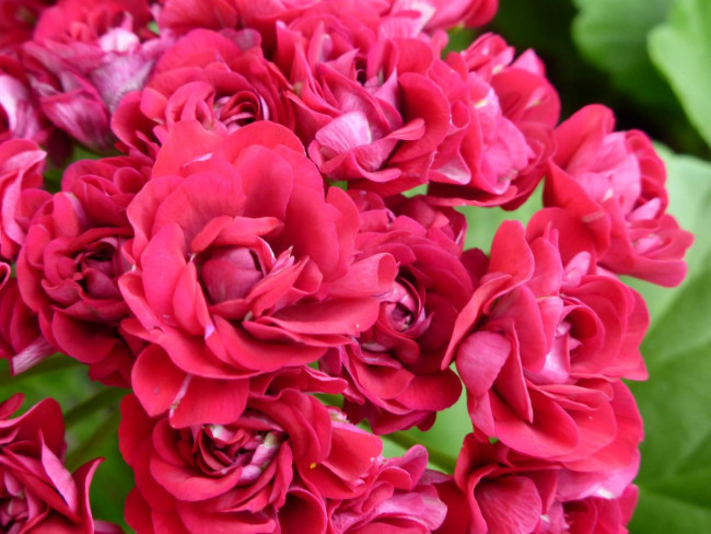 Герань станет краше роз: запускаем шапочную бутонизацию по весне — рецепт простой домашней «болтушки» от агронома