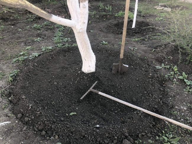 Яблоню от муравьев и тли спасает один дивный цветок: вот чем нужно засадить приствольный круг дерева &mdash; красота и польза