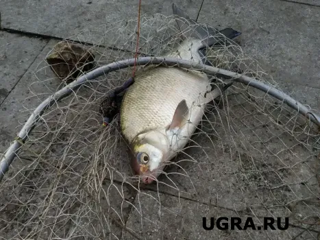 100 килограммов щуки за 3 дня: свердловчане похвастались уловом на Северной Сосьве