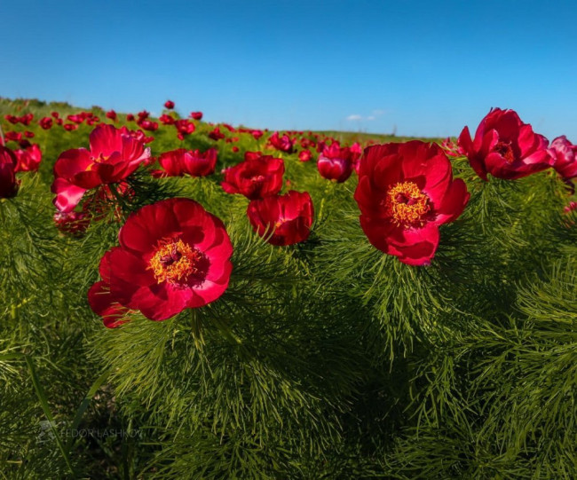 Розы и рядом не валялись: этот многолетник станет королем участка &mdash; соседи по СНТ удавятся от зависти